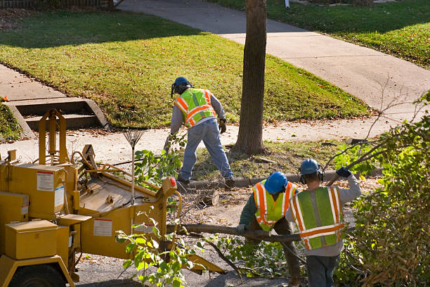 The Steps Involved in Our Tree Care Process in Ardmore, AL